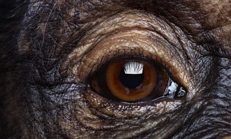 Eye spy: can you identify an animal by its eye - quiz | Environment | The  Guardian
