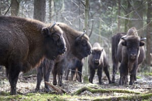 Bialowieza Forest: the last remaining primeval forest in European lowlands