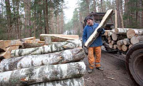 Logging in an unprotected part of the Bialowieza forest