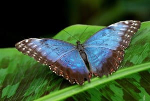 Butterflies Costa Rica And Their Natural History Butterflies Costa Rica And Their Natural History