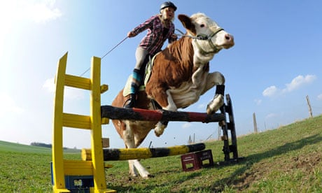 Regina Mayer jumps a hurdle with her cow Luna.