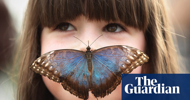 Бабочки на носу фото Бабочки на носу фото