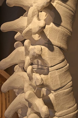 Artist Lisa Gunn: Columna vertebralis by Lisa Gunn