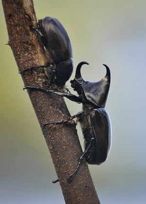 Week In wildlife: A pair of rhinoceros beetles crawl along a branch in a park in Singapore