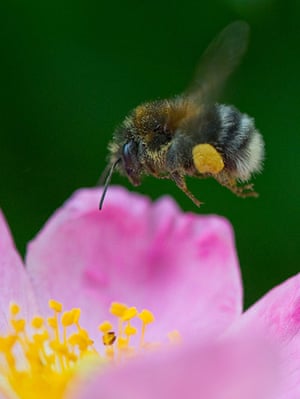 Week In wildlife: A bumble bee collects pollen from a dog rose