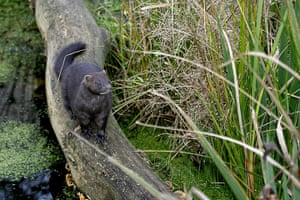 Week In wildlife: Mink cull