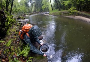 Week In wildlife: Czech Switzerland national park deletes small salmons to Kamenice river 