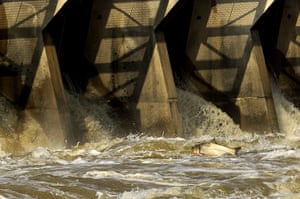Week In wildlife: A fish jumps in the Mississippi River