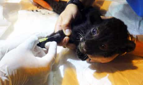 A Thai vet treats a panther cub rescued from the luggage of a suspected wildlife trafficker