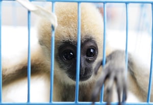 Bangkok Animals: A three-month old white-cheeked gibbon