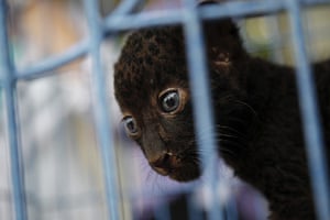 Bangkok Animals: A two-month-old leopard cub