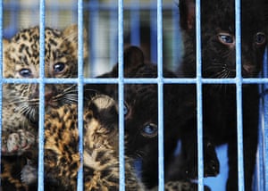 Bangkok Animals: Four two-month-old leopard cubs look from inside a cage