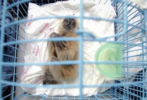 Bangkok Animals: A three-month old white-cheeked gibbon