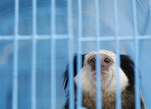 Bangkok Animals: A black-tufted marmoset looks from inside a cage