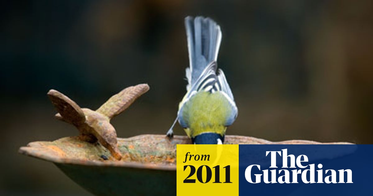 What to Feed Birds in Winter Nz: Essential Tips for Healthy Wild Birds