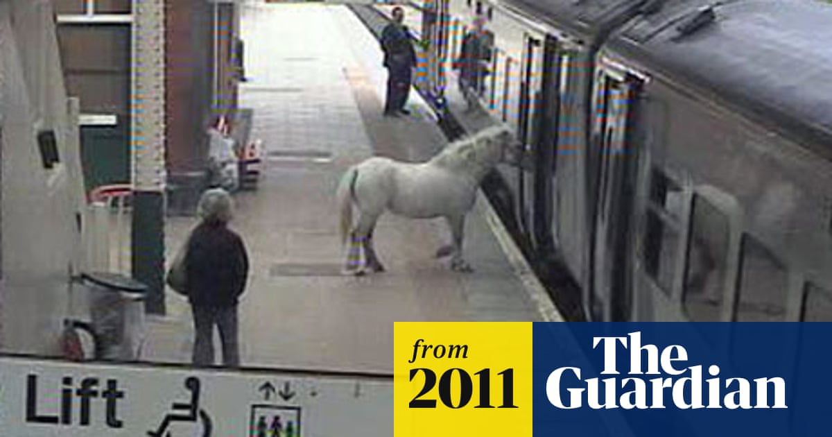 www.theguardian.com