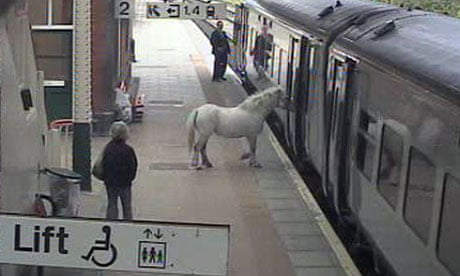 CCTV of horse being taken on train
