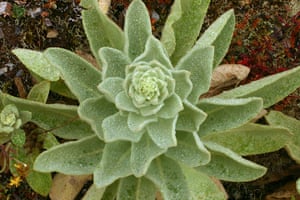 Flower Show Planting: Great mullein (Verbascum thapsus Scrophulariaceae)