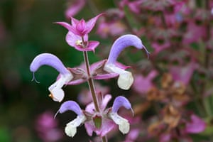 Flower Show Planting: Salvia sclarea