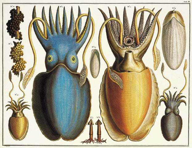 Albertus Seba S Cabinet Of Natural Curiosities Environment The