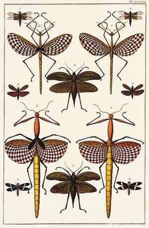 Albertus Seba S Cabinet Of Natural Curiosities Environment The