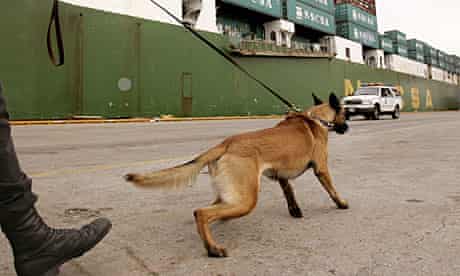 Seal Team 6's canine member could be a Belgian Malinois, like Ruud of US homeland security