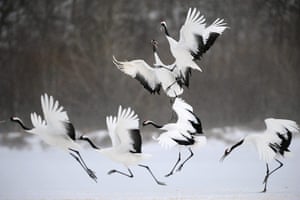 From the Agencies: Japanese red-crowned cranes in blustery conditions at Kushiro