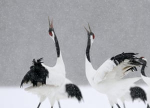From the Agencies: Japanese red-crowned cranes sing before a fight at Kushiro