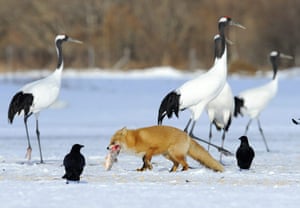 From the Agencies: A northern red fox walks with a living dace in its mouth