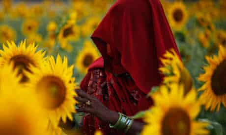 An Indian woman works in a sunflower field at Kunwarpur village, India
