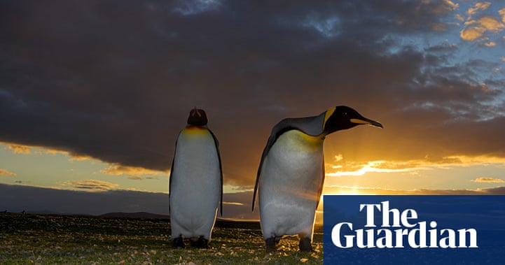 The King Penguin Colony On South Georgia Island In