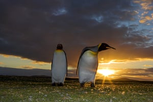 King Penguin Colony: King Penguin colony in South Georgia