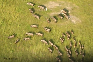 okavango : Okavango aerial survey