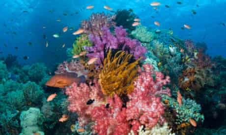 Coral Reef, Raja Ampat, West Papua, Indonesia