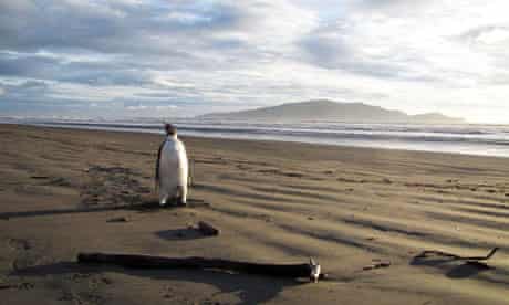 Emperor Penguin arrives in New Zealand