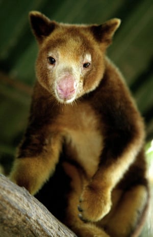 WWF: Huon tree kangaroo, Papua New Guinea