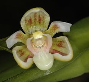 WWF: Cadetia kutubu orchid, Papua New Guinea