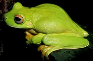 WWF: Frog, Papua New Guinea