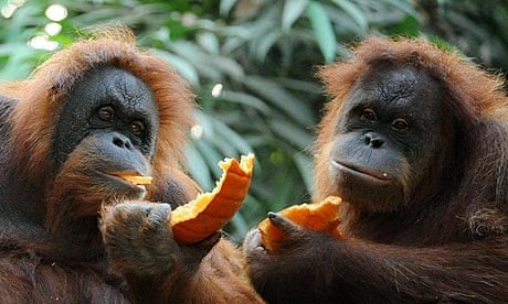 Two orangutans share a pumkin
