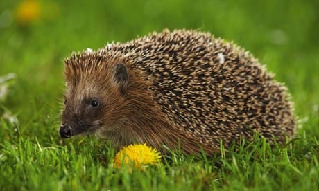 hedgehog sitting on meadow 