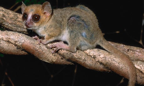 600 new species found in Madagascar