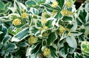 Gardens: Climbing plants: Euonymus fortunei ‘Silver Queen’ 