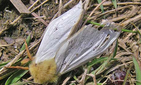 male ghost moth emerges from chrysalis