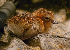 Week in Wildlife: Endangered sandpiper chicks hatch