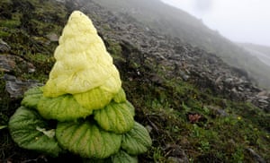 Week in Wildlife: an alpine plant on the south slope of the Himalayas, Tibet , China