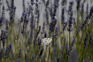 Week in Wildlife: A butterfly is seen on a lavender flower near Madrid