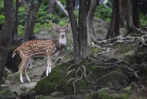 Week in Wildlife: A spotted deer in the premises of Pashupatinath Temple in Kathmandu