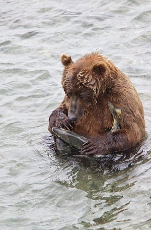 Week in Wildlife: Alaskan Brown Bear sleeps holding fish  Alaskan Peninsula