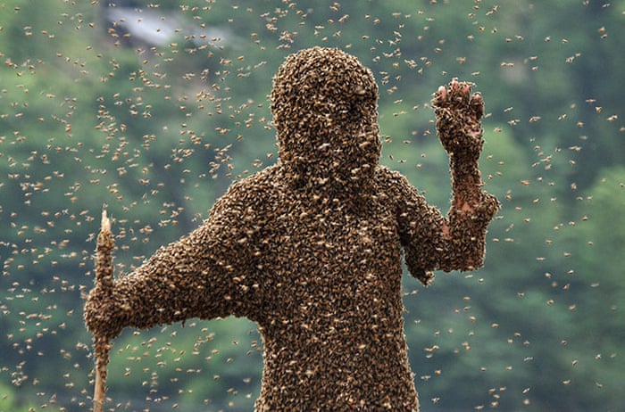 Bee-bearding contest in China | World news | The Guardian