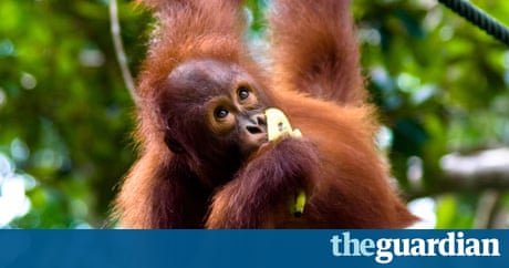 Palm oil labelling in Australia could become a reality if bill passes | Environment | The Guardian